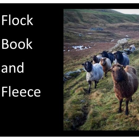 Flock Book and Fleece: A Conversation with the Doull Family